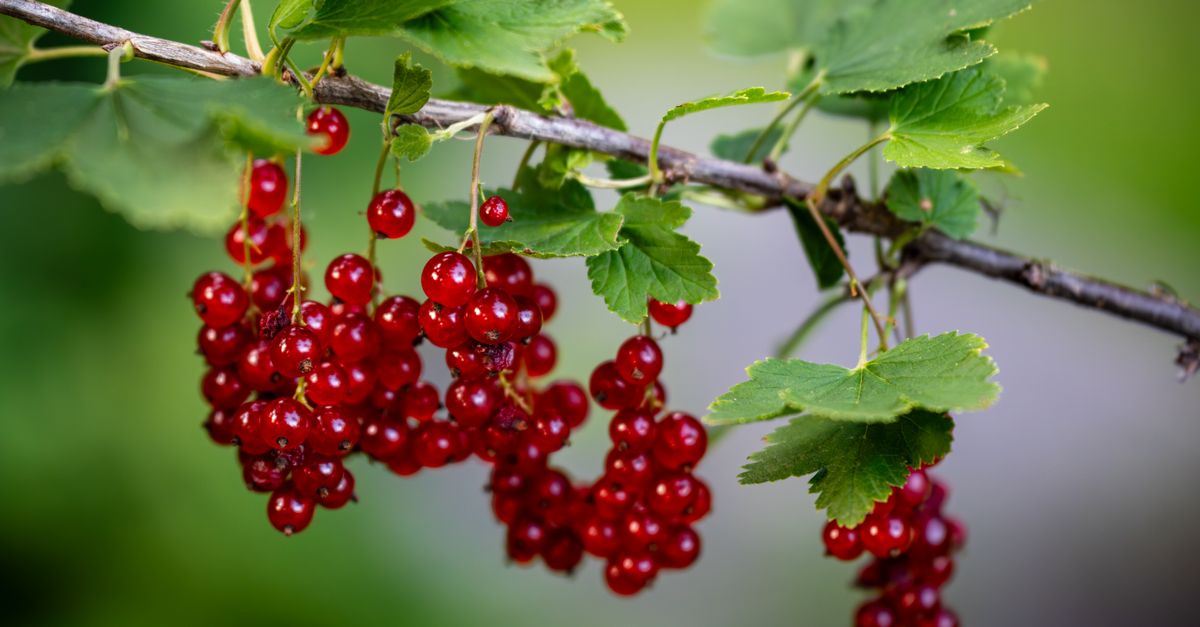 Close-up of vivid red currants hanging from a branch with green leaves. - Evidence evidence guide for black currant eye fatigue randomized trial