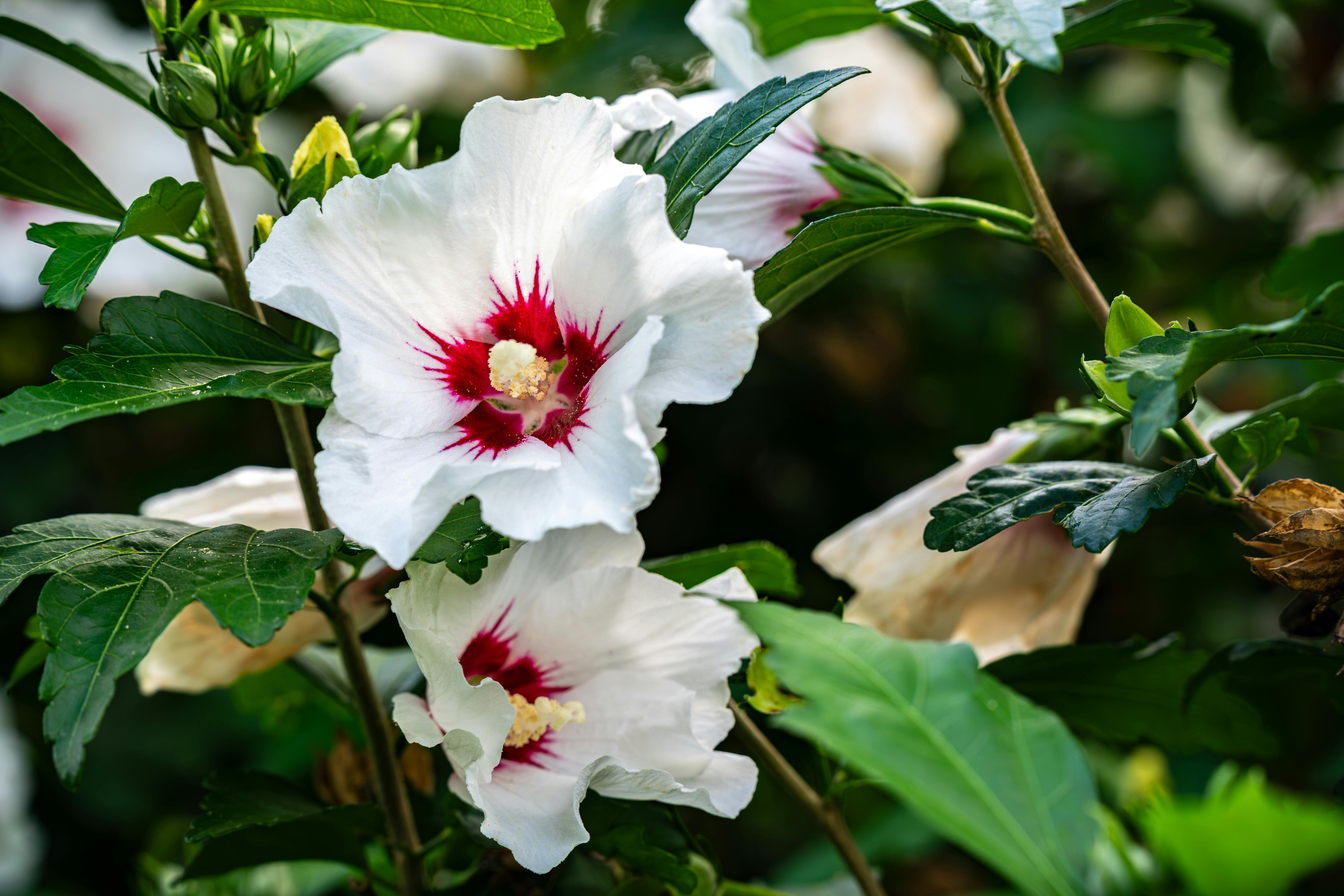 When to Plant Swamp Hibiscus Seeds? The Secret No One Tells You!