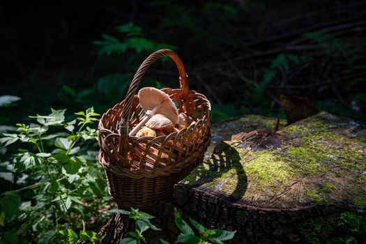 A close-up of a wicker basket with wild mushrooms on a mossy tree stump in a forest setting.
