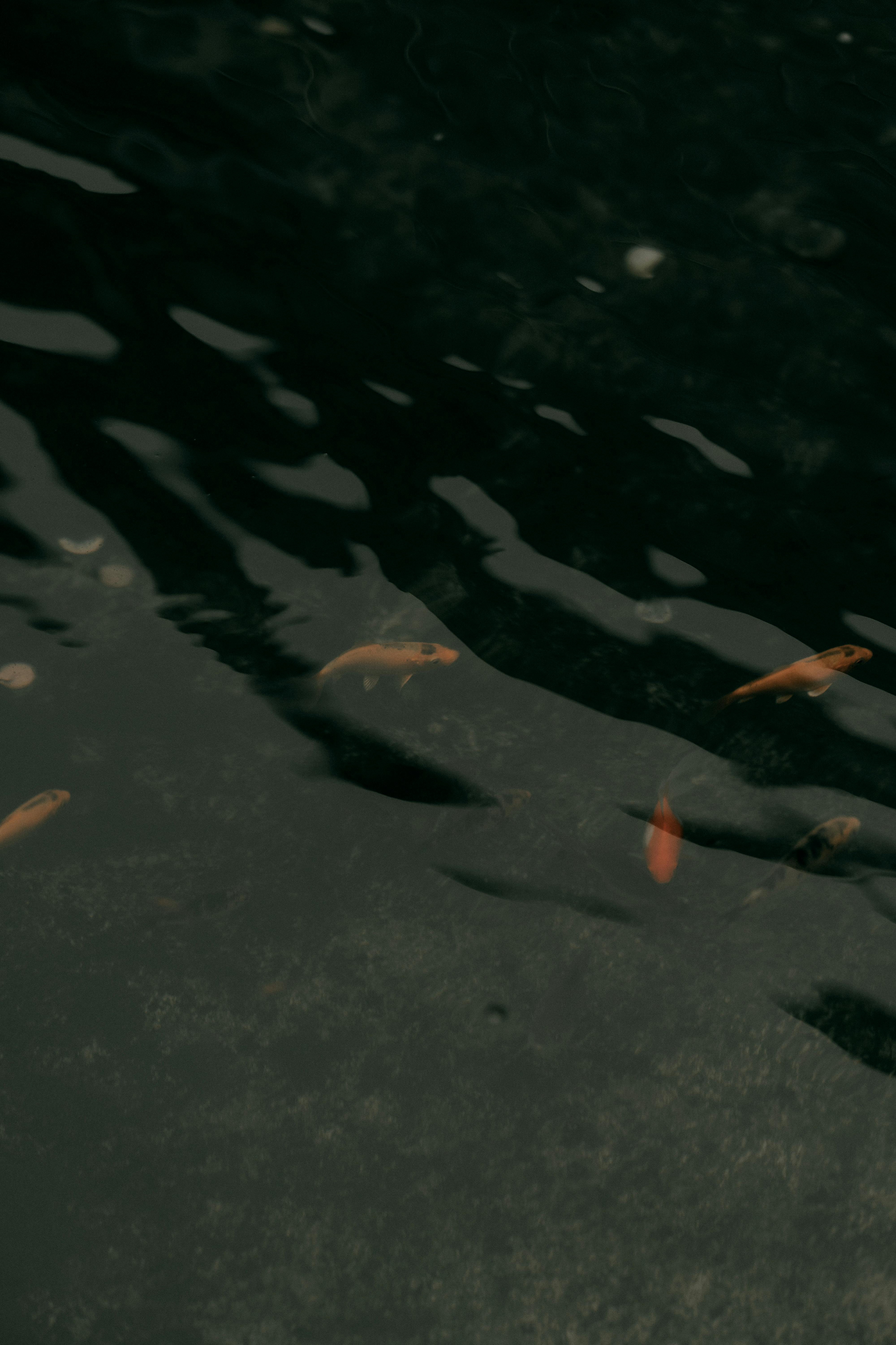Free Koi fish swimming gracefully beneath dark rippling waters. Stock Photo