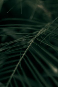 A moody close-up image of a tropical palm leaf with deep green tones, highlighting the intricate details of the fronds.