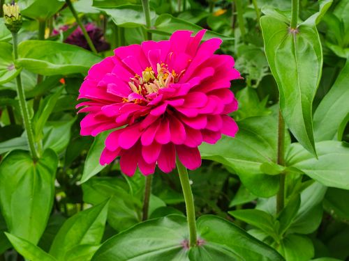 Free A vibrant pink zinnia flower blooms amidst lush green foliage in a summer garden scene. Stock Photo