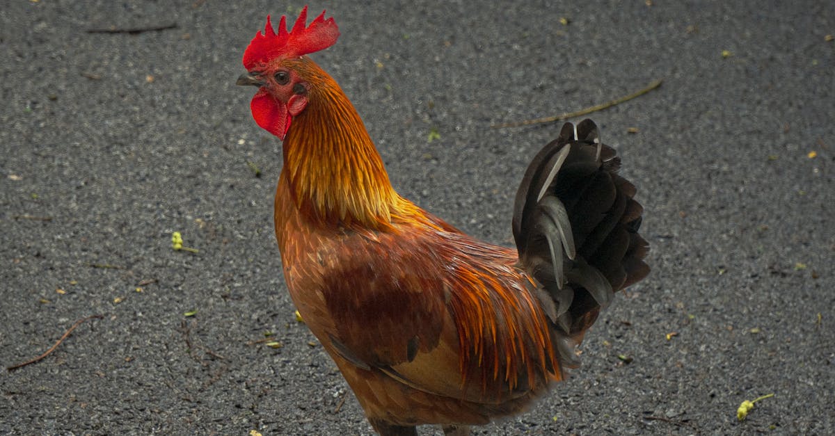 Photo by Nancy Arreguín Vibrant rooster walking on a road in Hawaii, showcasing bright feathers and rural charm.
