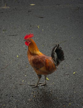 Vibrant rooster walking on a road in Hawaii, showcasing bright feathers and rural charm.