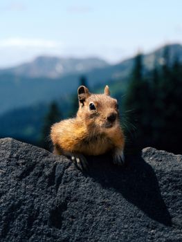 Cute squirrel perched on a rock with mountain view in Washington, USA.
