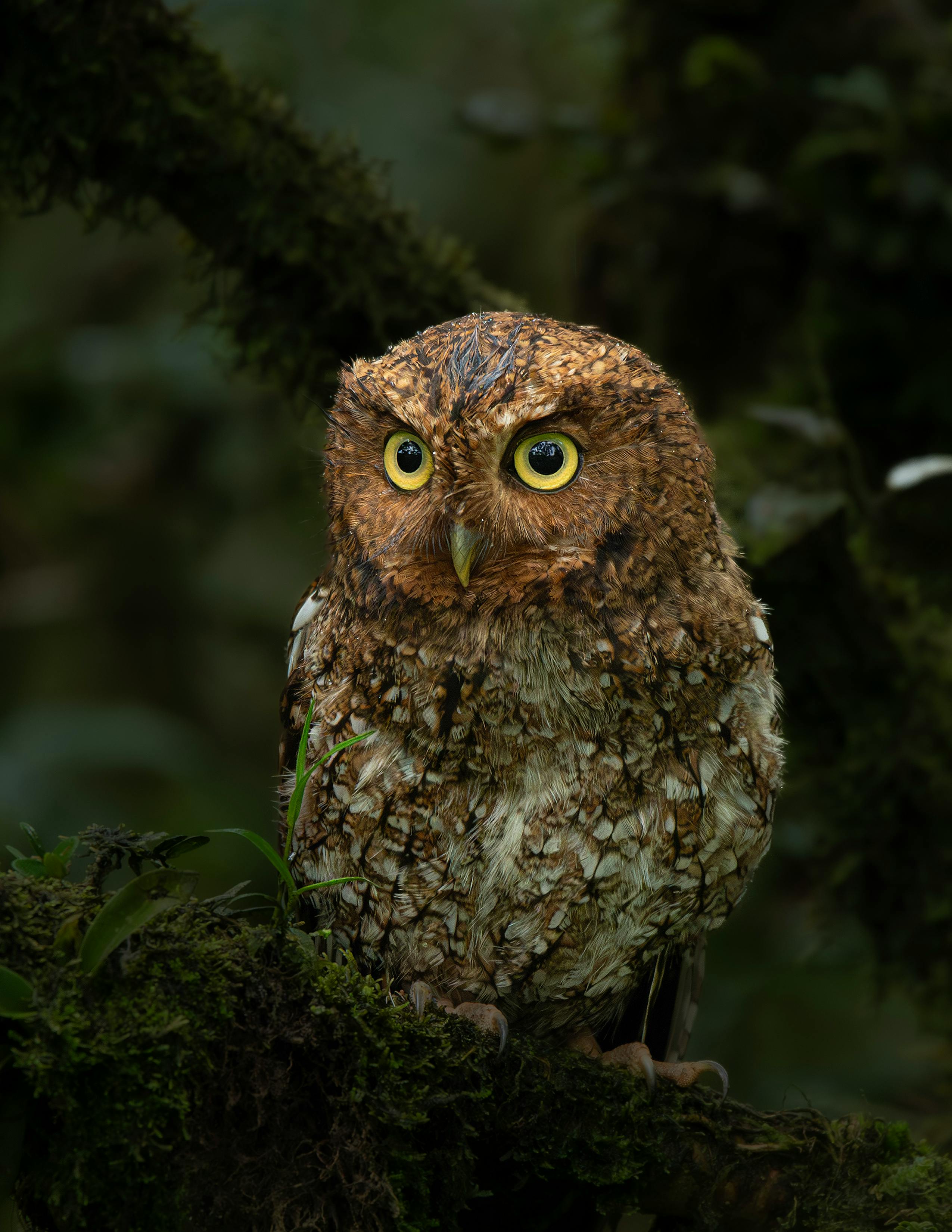 A captivating close-up of a Costa Rican owl perched on mossy branches in the forest. Ideal for nature lovers.
