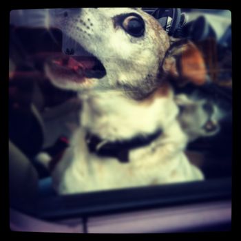 Free stock photo of dog, car, rabies