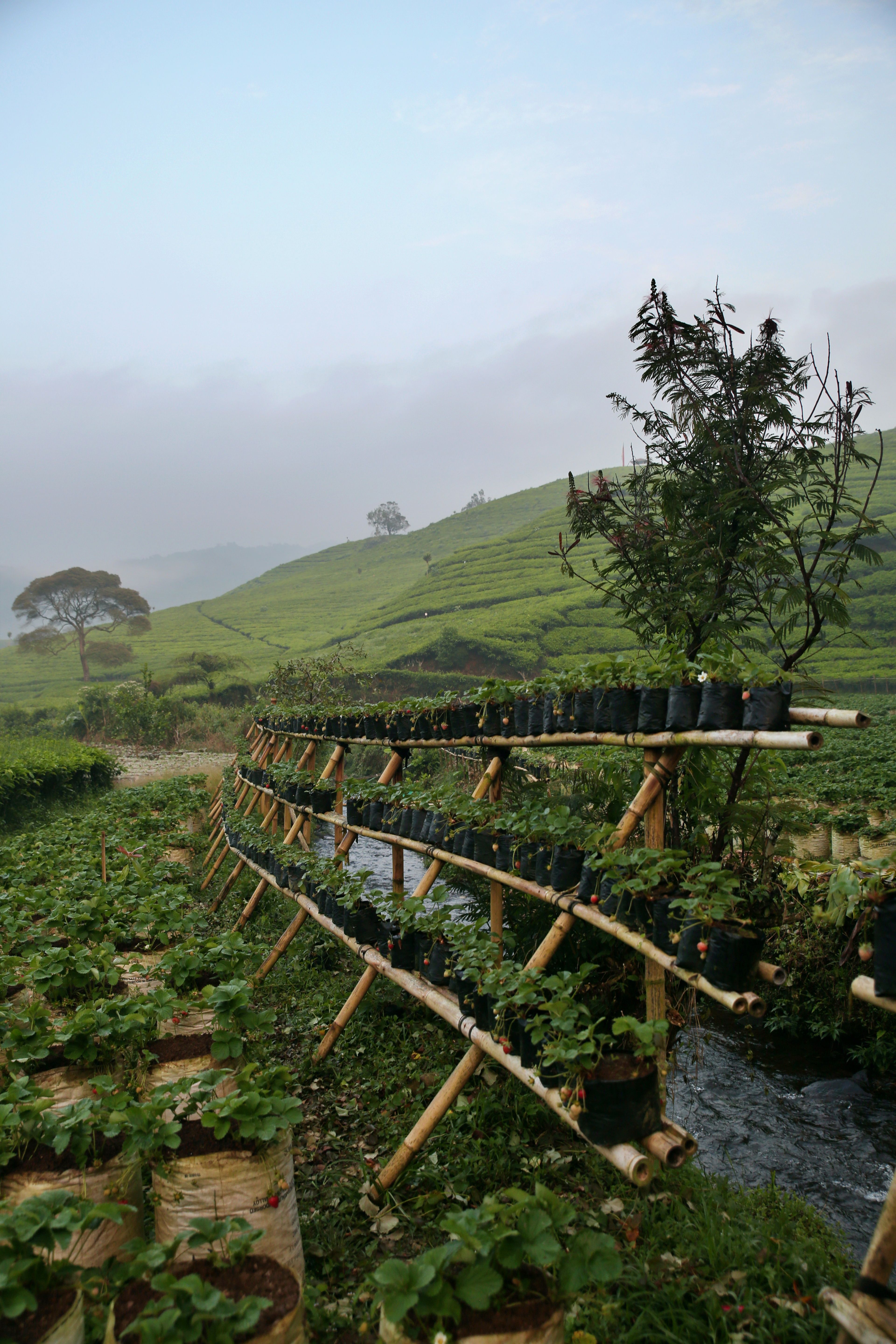 Lush Terrace Farming Landscape in Morning Light