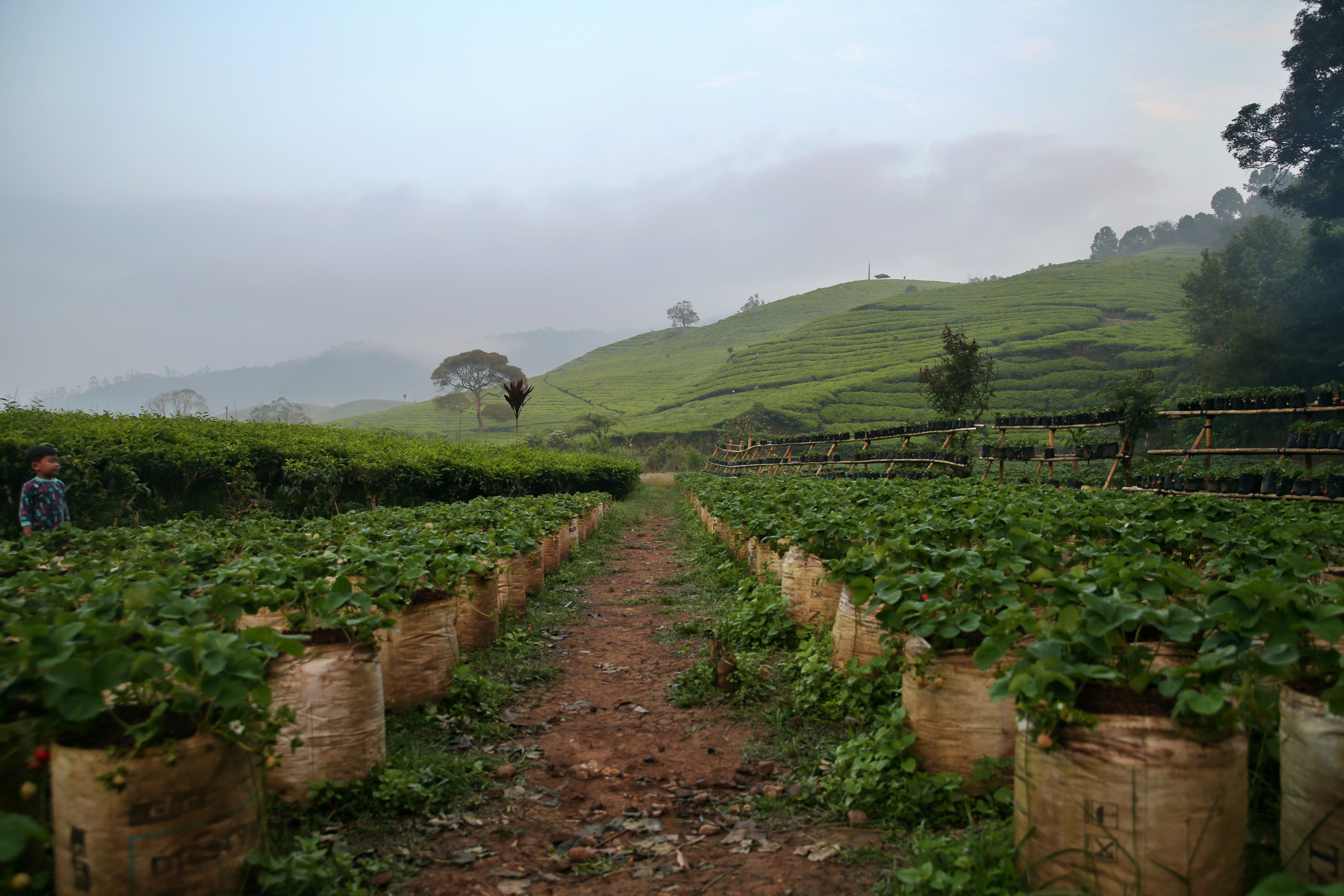 Dari Kebun Stroberi hingga Kopi: Wajah Hortikultura Curup