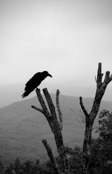 Black and white image of a crow perched on a barren tree in Hokkaido, Japan, highlighting nature's solitude.