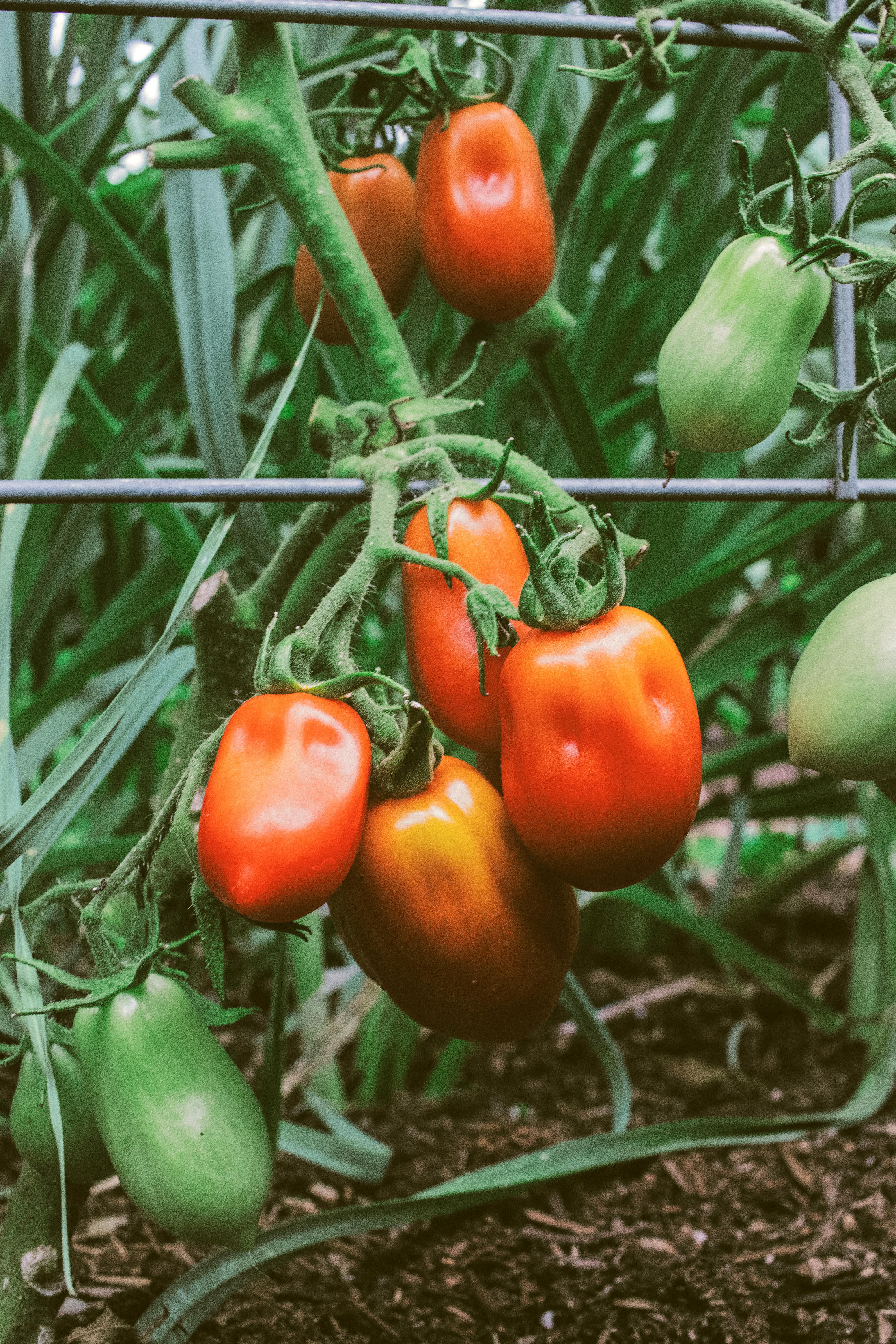 免費 夏日花園中藤蔓上成熟的鮮豔羅馬番茄的特寫。 圖庫相片