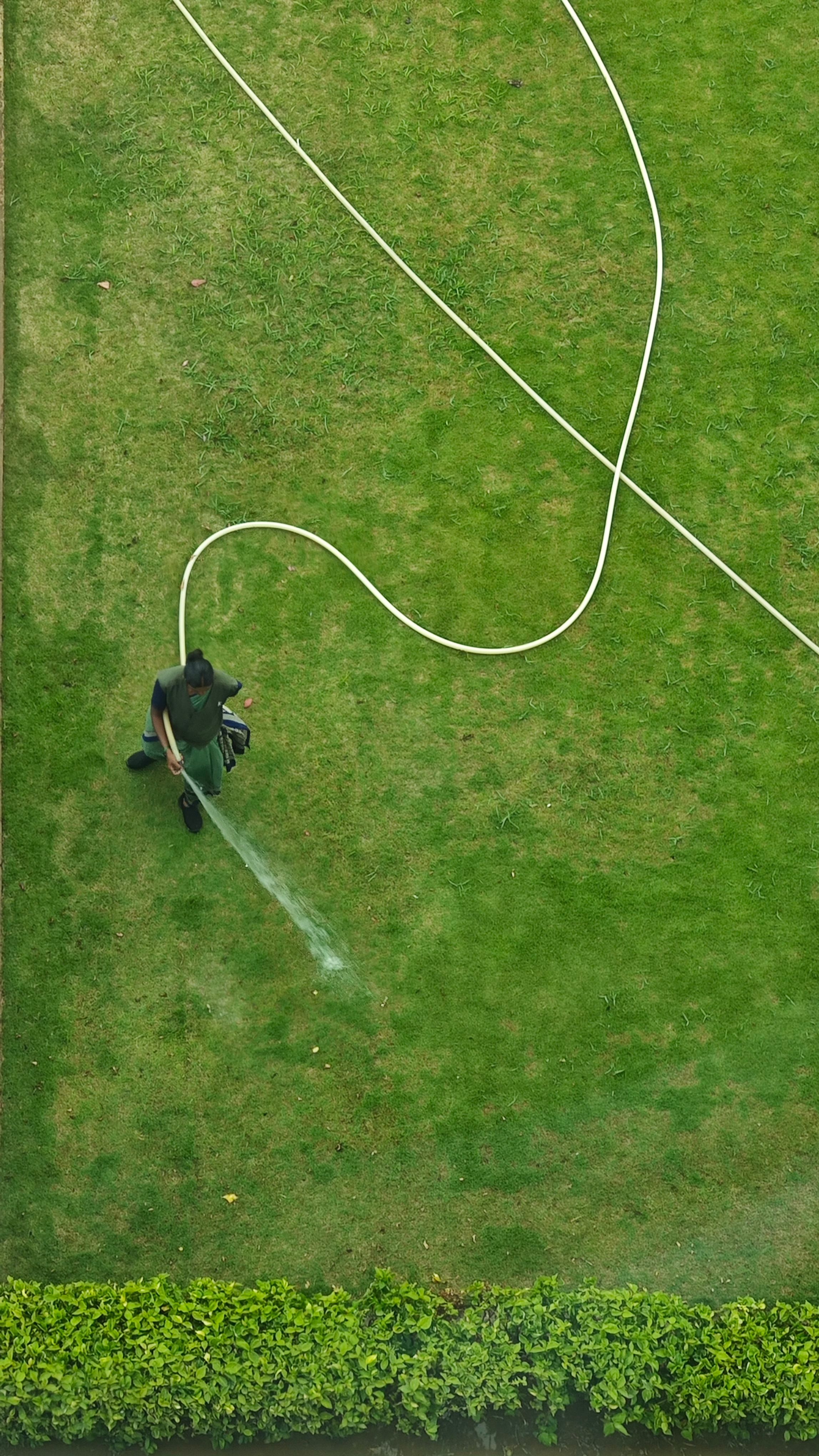 Overhead view of a lawn being watered by hand beside a clipped hedge