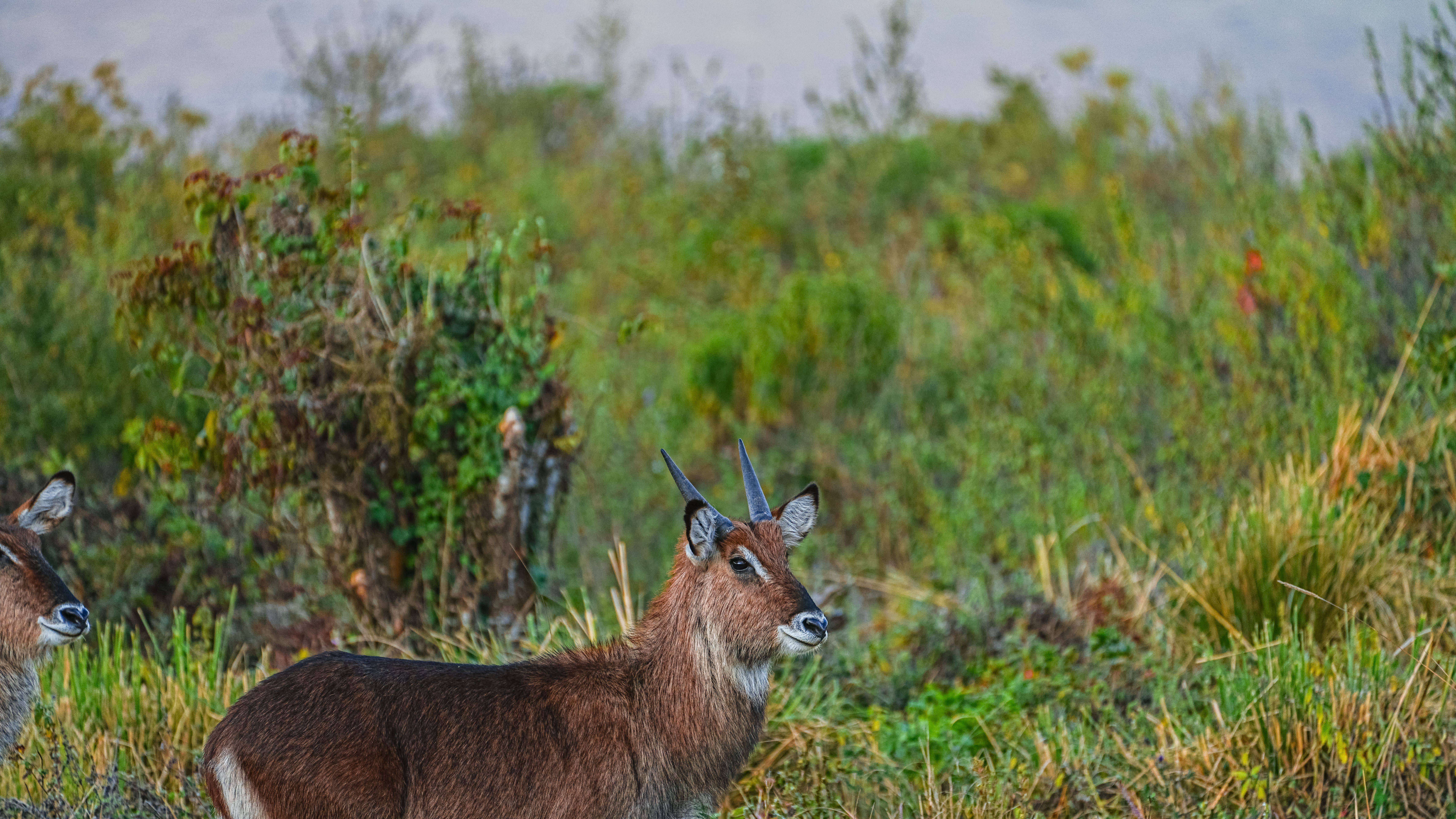 A serene African antelope grazes in the lush grasslands of Tanzania's wilderness.