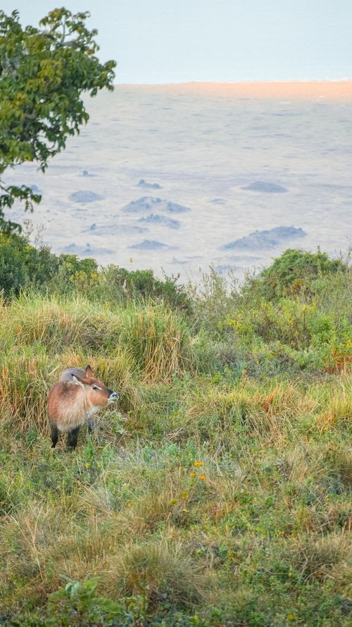 Free A lone African waterbuck stands amidst the lush green savanna of Tanzania, overlooking a vast landscape. Stock Photo