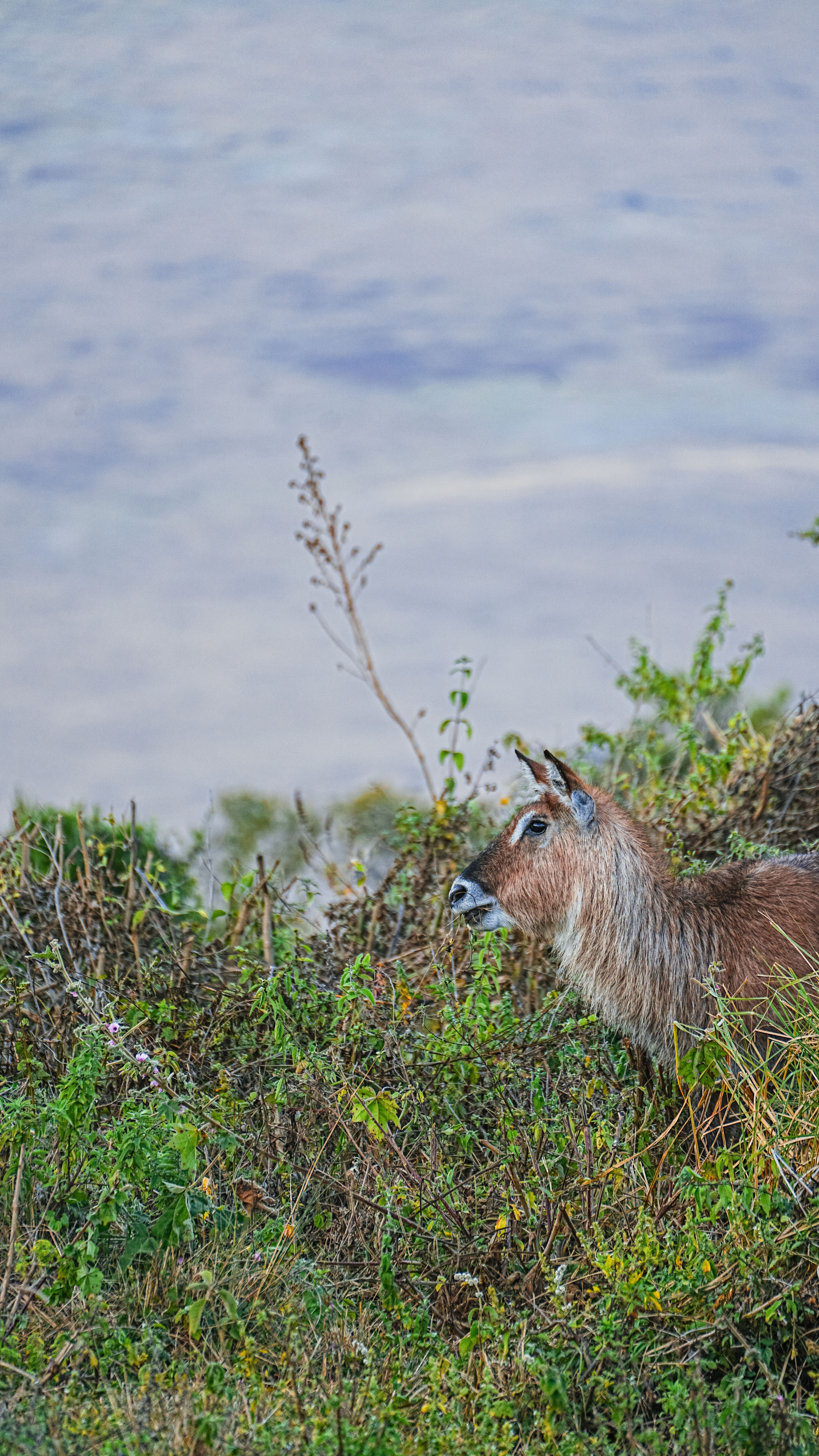 Solitary waterbuck in lush Tanzanian landscape, capturing wildlife essence.