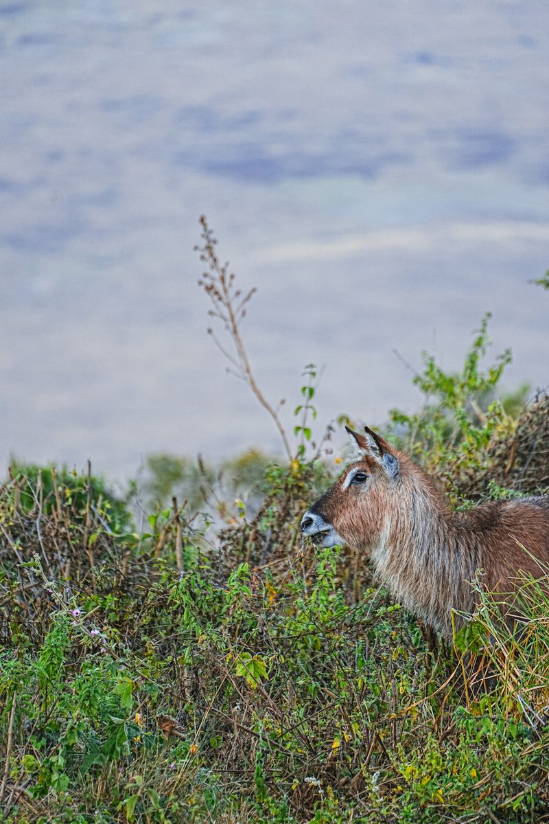 Solitary waterbuck in lush Tanzanian landscape, capturing wildlife essence.