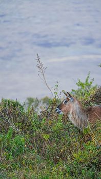 Solitary waterbuck in lush Tanzanian landscape, capturing wildlife essence.