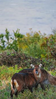 Waterbucks grazing in lush Serengeti landscape, embodying African wildlife.