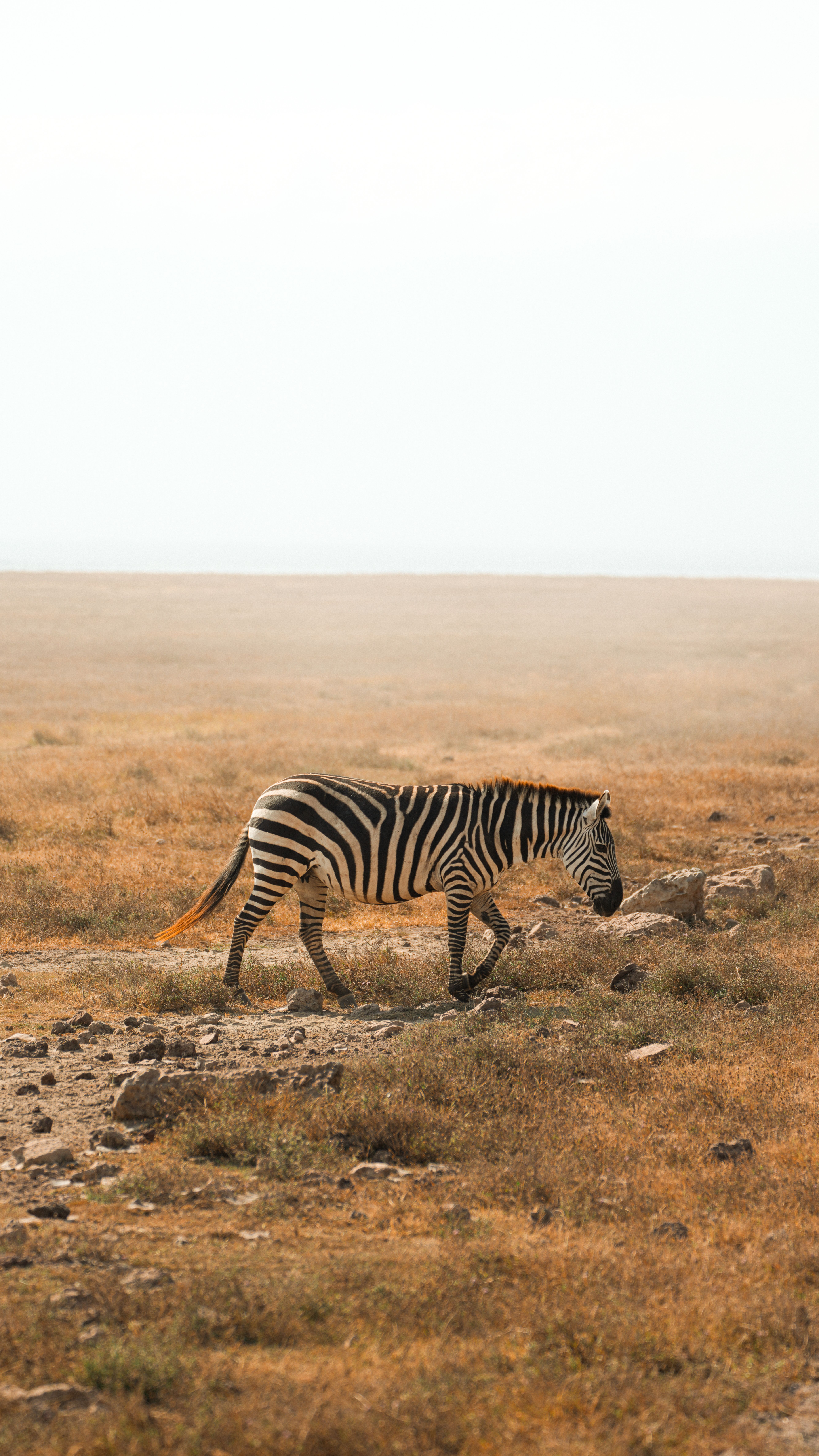 A lone zebra walking in the vast plains of Serengeti National Park, Tanzania.