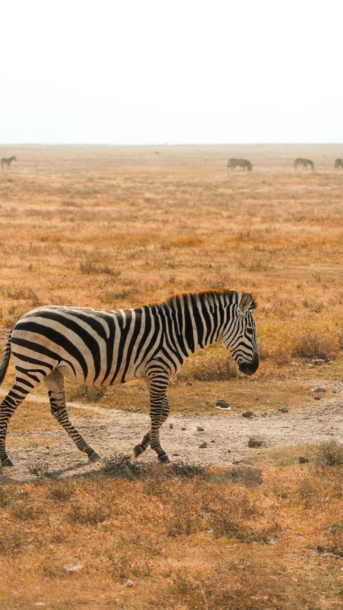 Free A zebra strolls through the expansive Serengeti plains in Tanzania, showcasing wildlife beauty. Stock Photo
