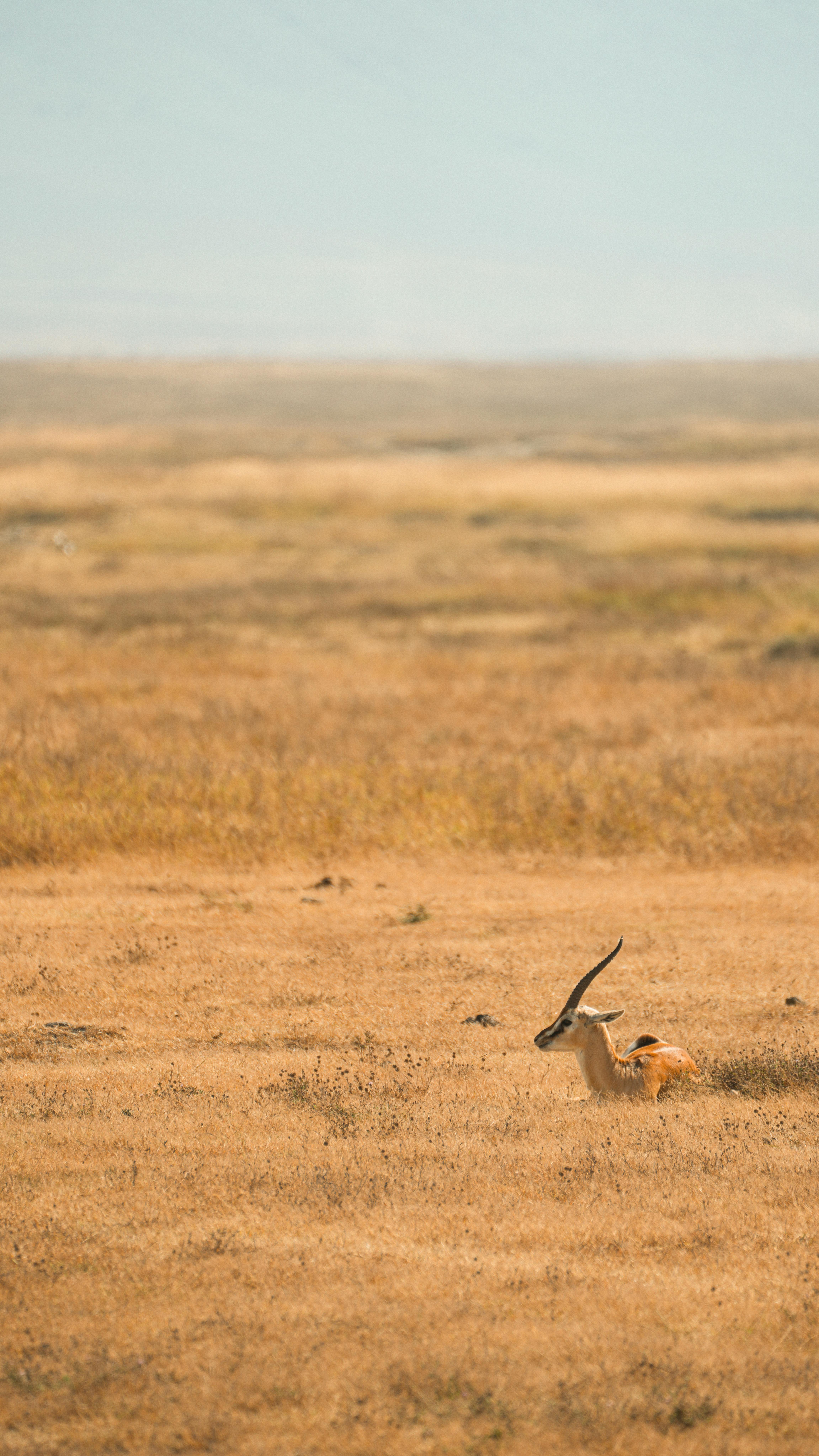 A lone antelope rests in the sun-drenched grasslands of the Serengeti, Tanzania.