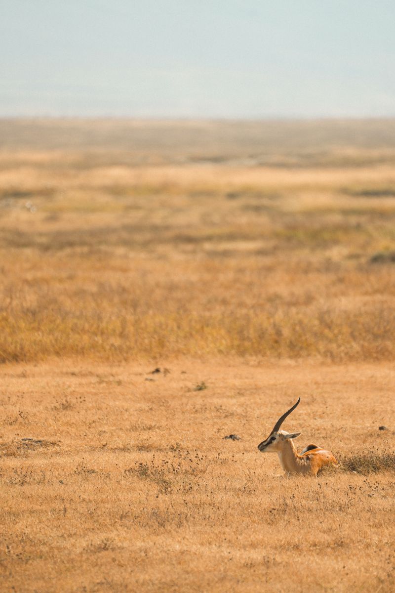 A lone antelope rests in the sun-drenched grasslands of the Serengeti, Tanzania.