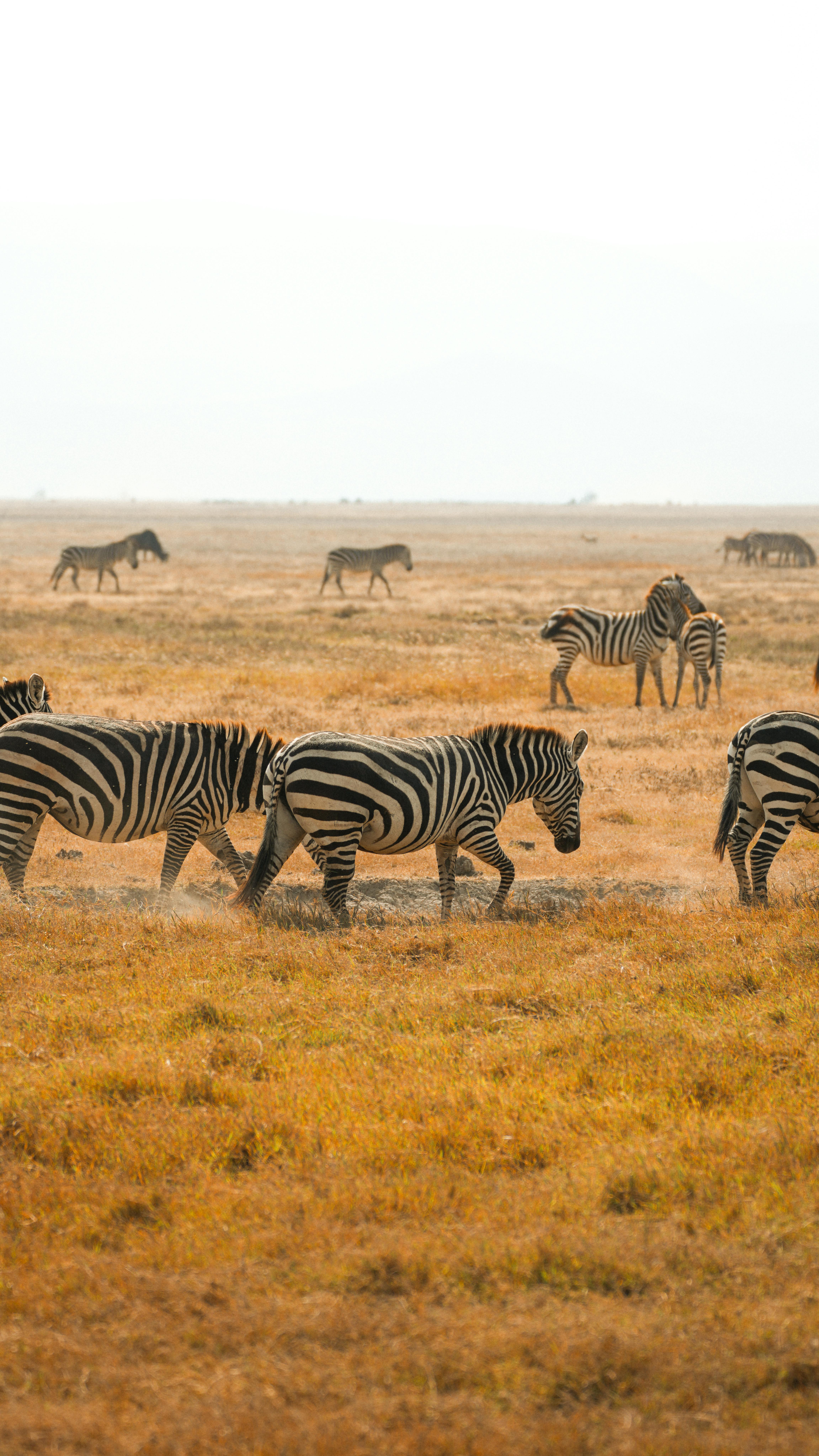 A herd of zebras peacefully grazing in the Serengeti, Tanzania.