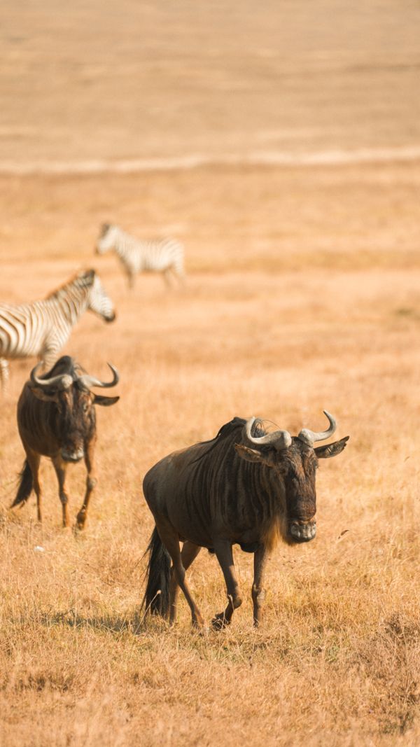 Wildebeest migration herd