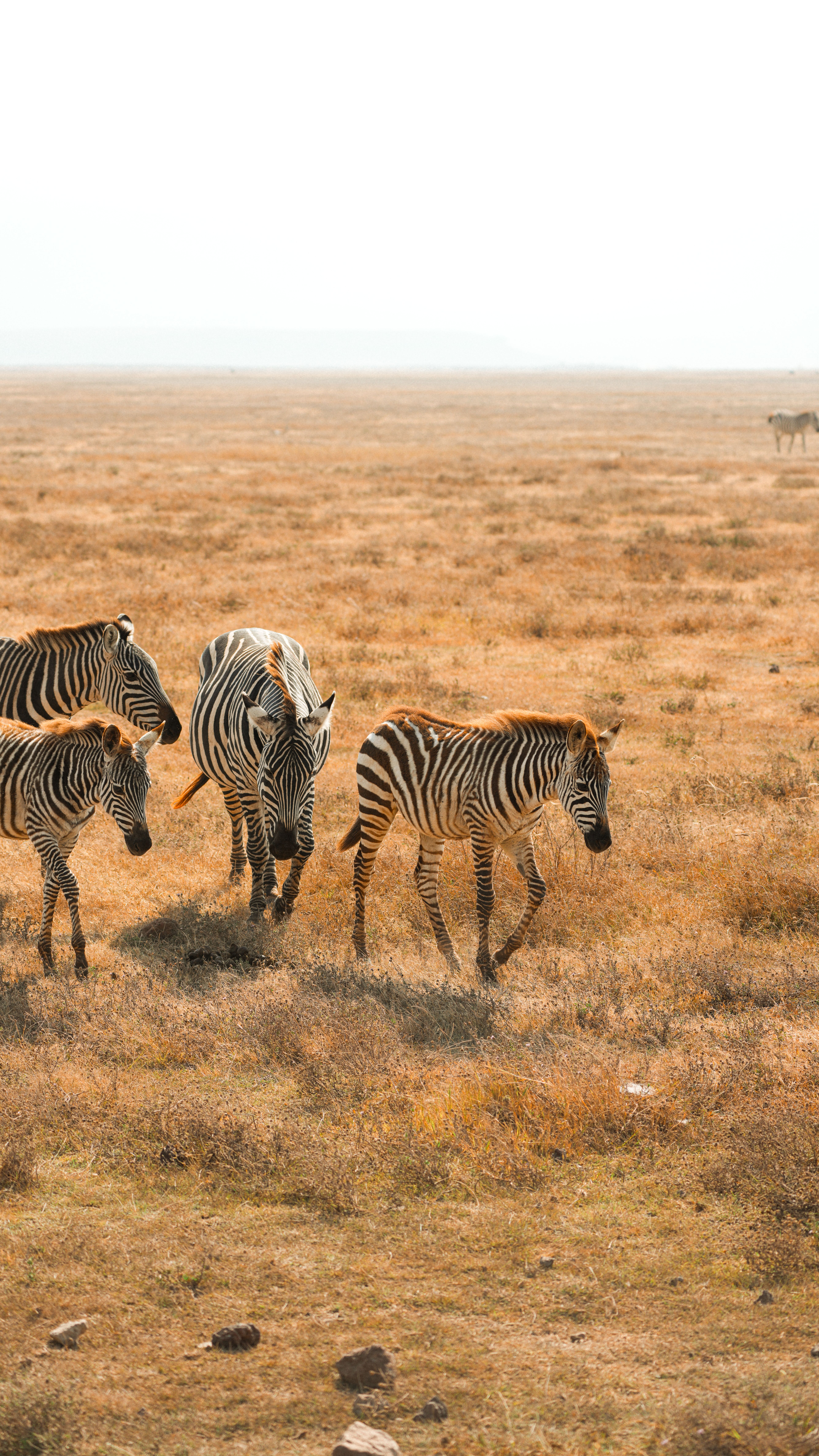 A group of zebras roaming the vast savanna of Tanzania during the day.