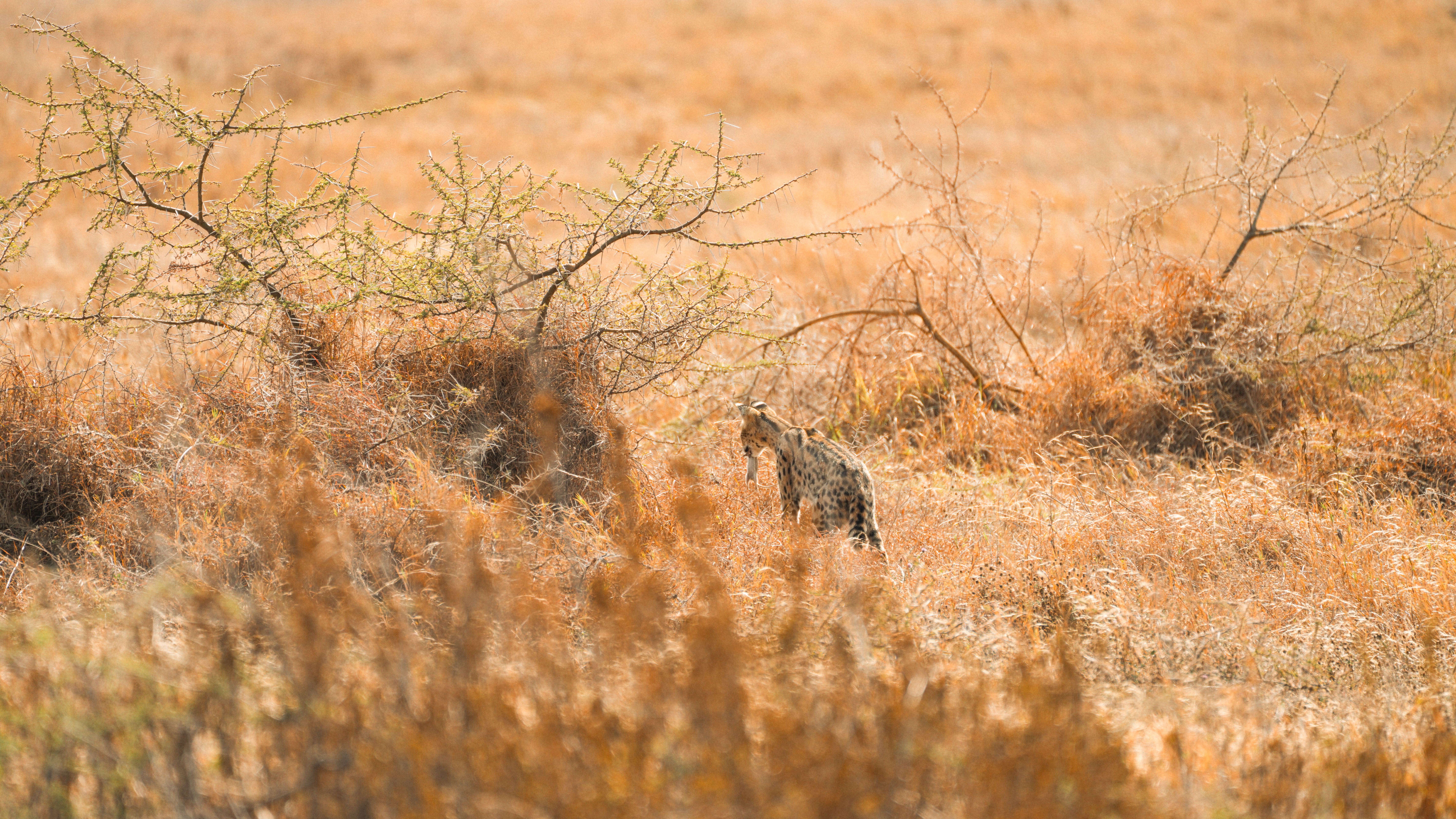 A cheetah on the hunt in Tanzania's Serengeti, amidst golden grasslands.