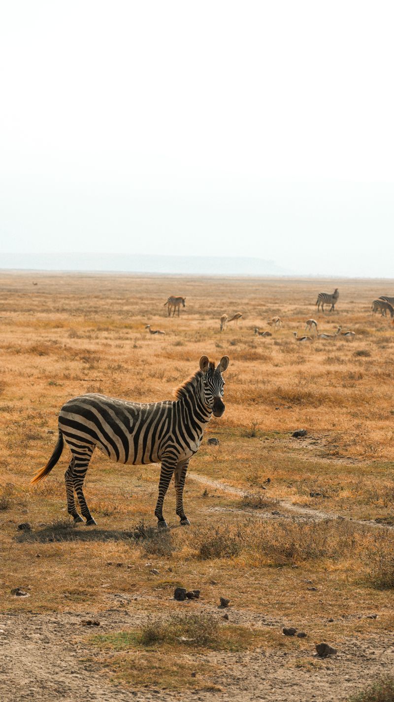 7 Days Tanzania Family Safari - zebra in the Serengeti plains