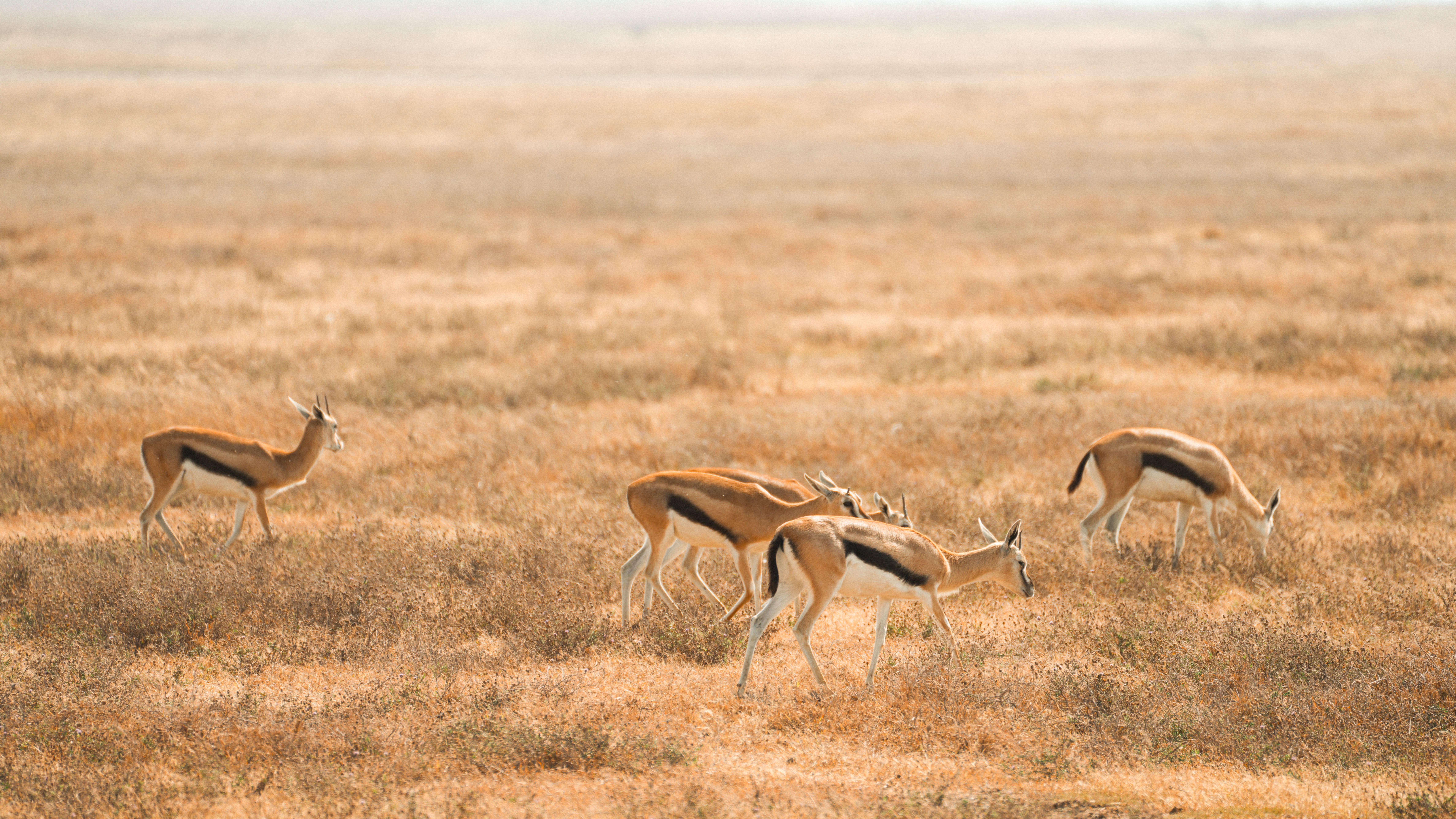 Les Meilleures Destinations pour Excursions Animalières en Europe