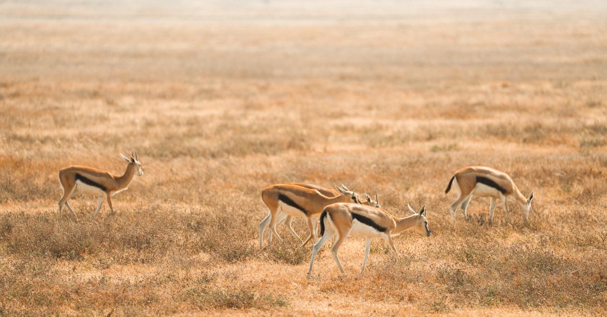 Les Meilleures Destinations pour Excursions Animalières en Europe