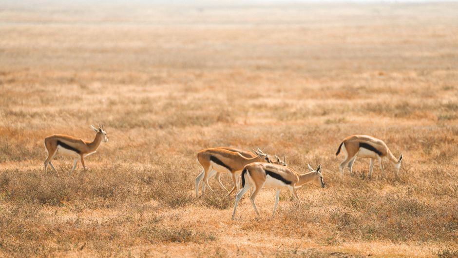 panduan mengunjungi Taman Nasional Serengeti