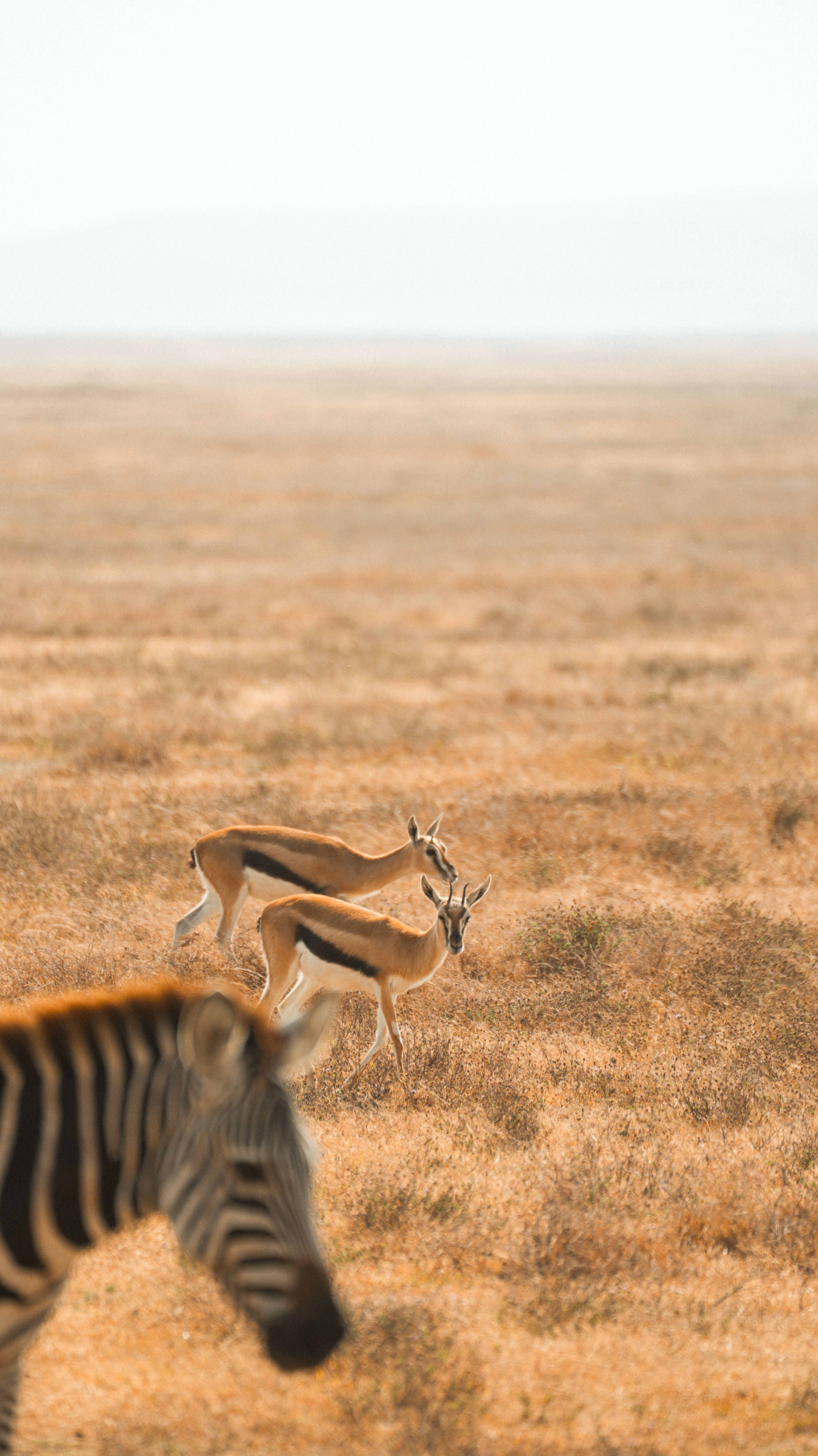 Two gazelles roam the vast Tanzanian savannah with a zebra in the foreground.