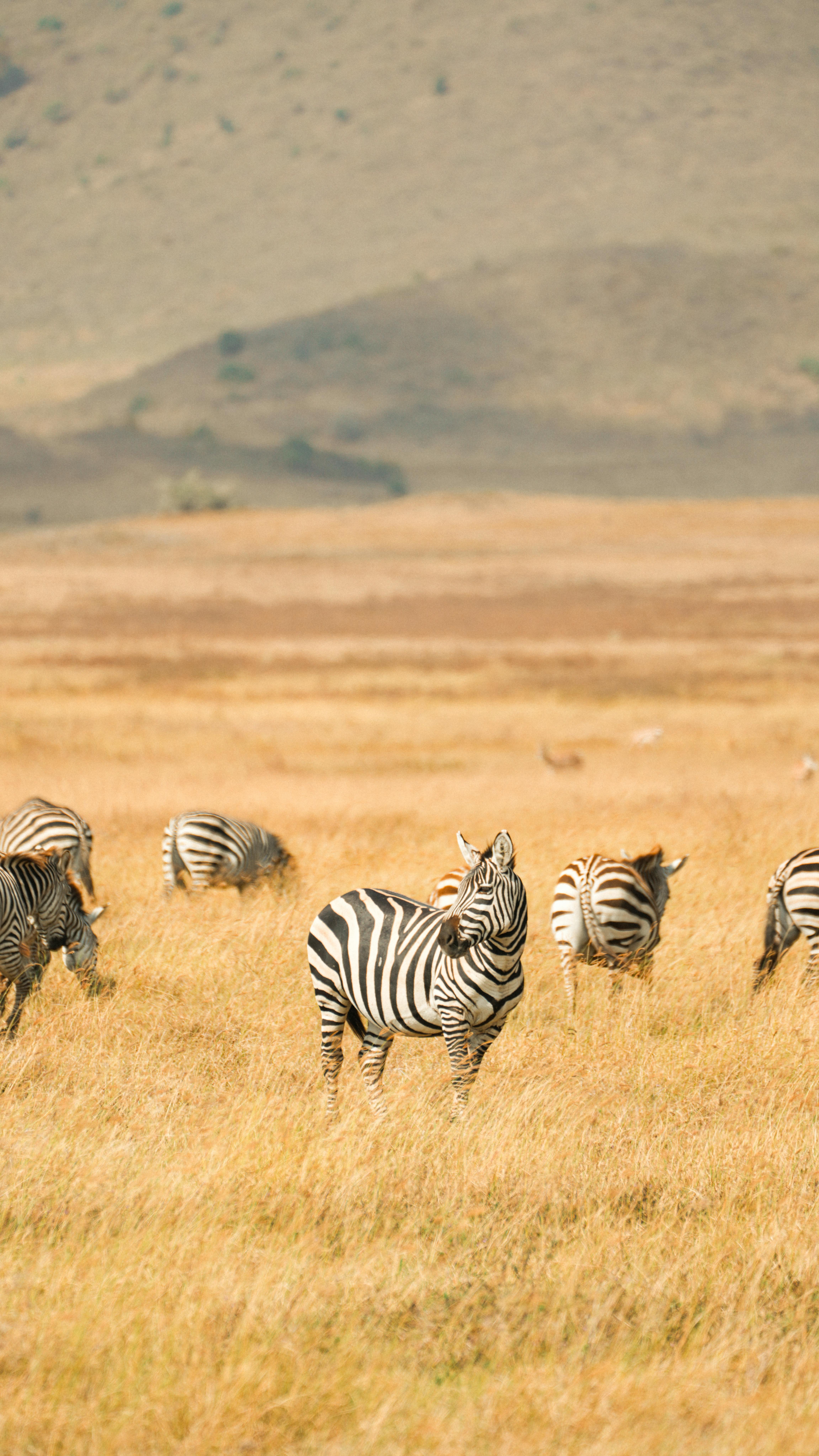 Peaceful scene of zebras grazing on the Serengeti plains in Tanzania.