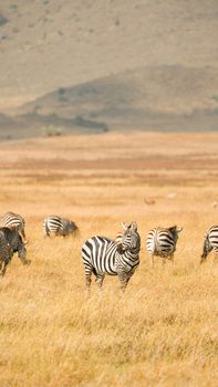 Peaceful scene of zebras grazing on the Serengeti plains in Tanzania.