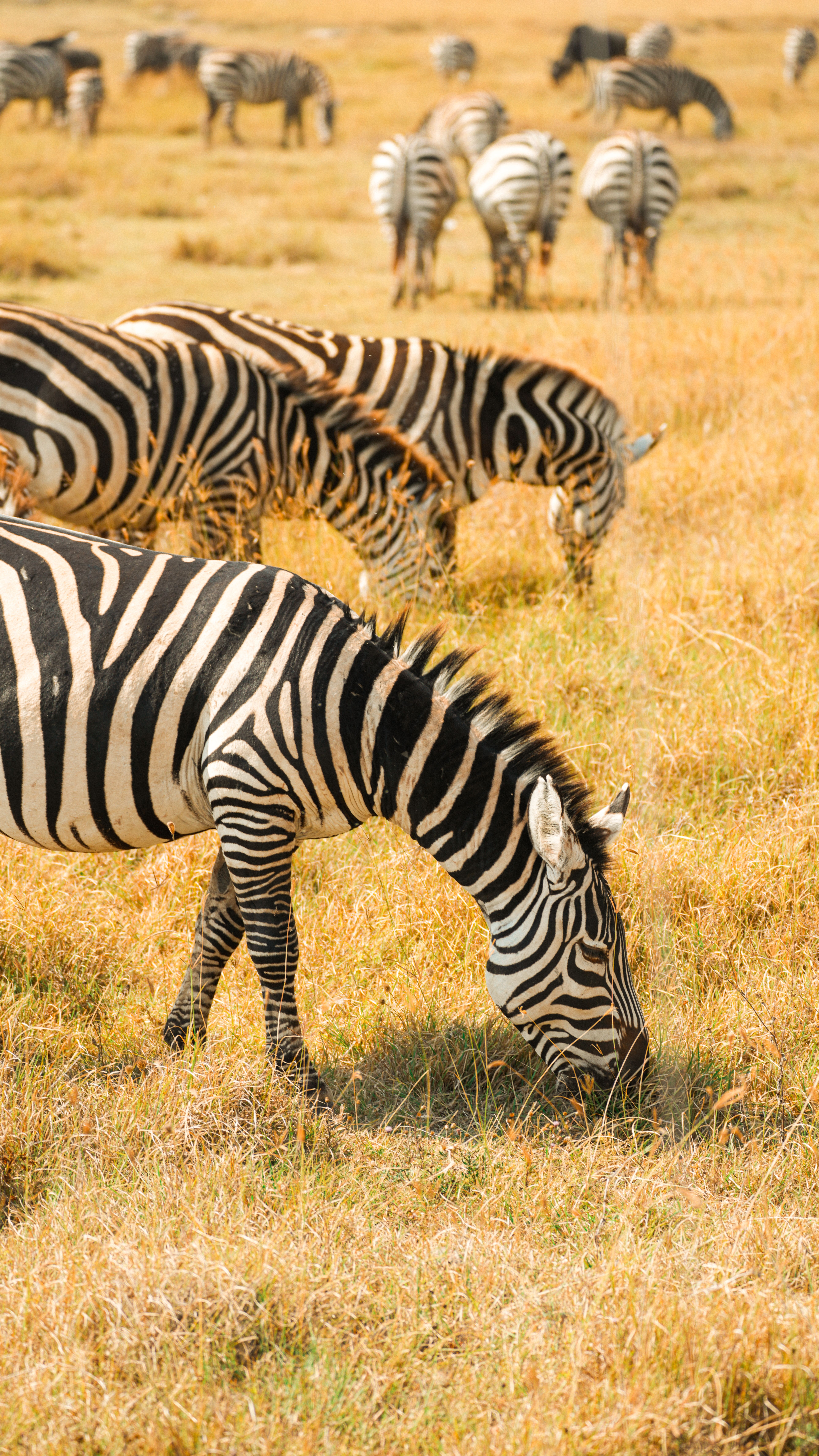 A herd of zebras grazes peacefully in Tanzania's Serengeti National Park in midday light.
