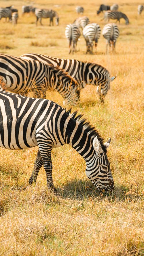 Free A herd of zebras grazes peacefully in Tanzania's Serengeti National Park in midday light. Stock Photo