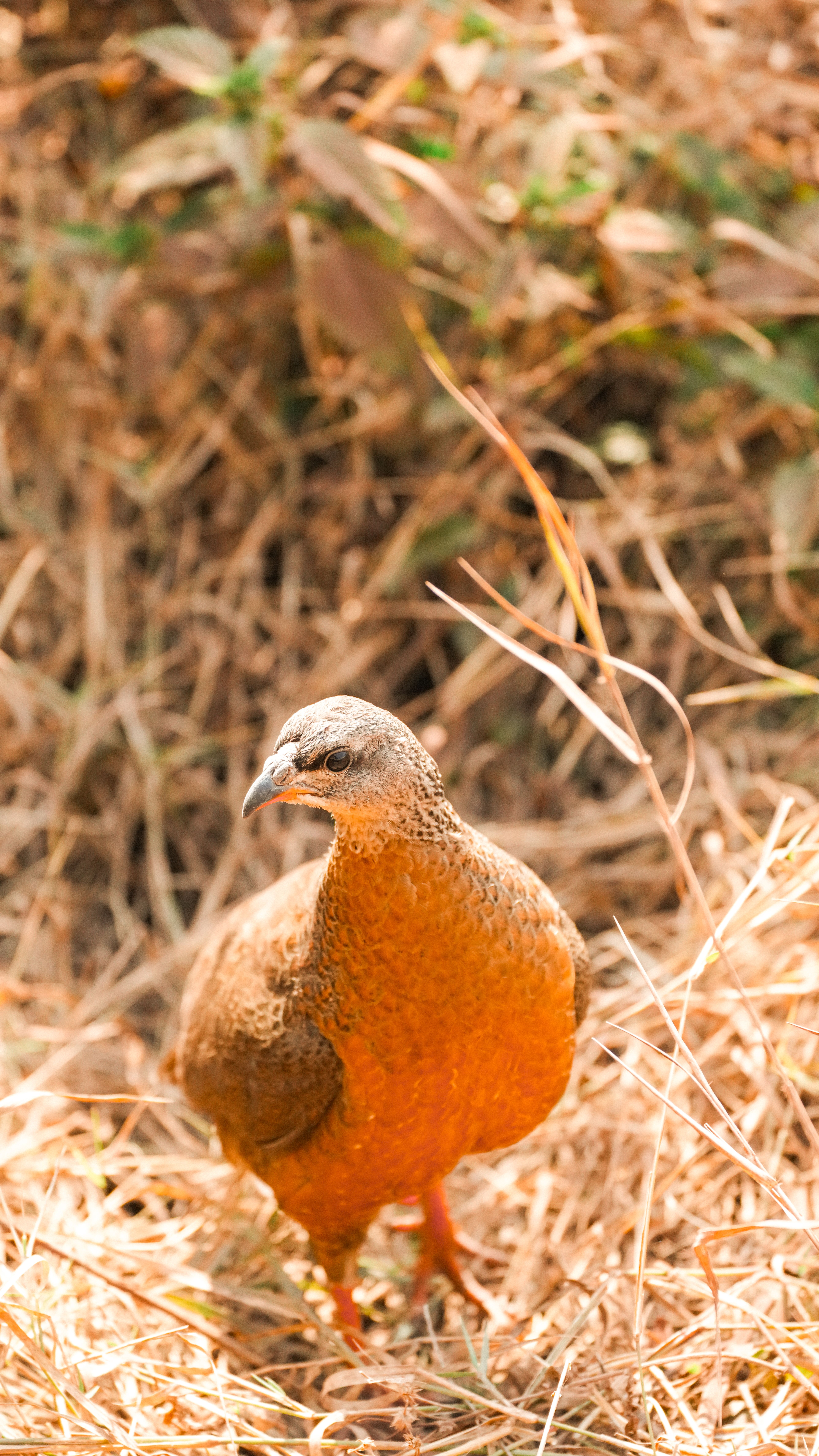 Che specie è questa: gallinella d'acqua