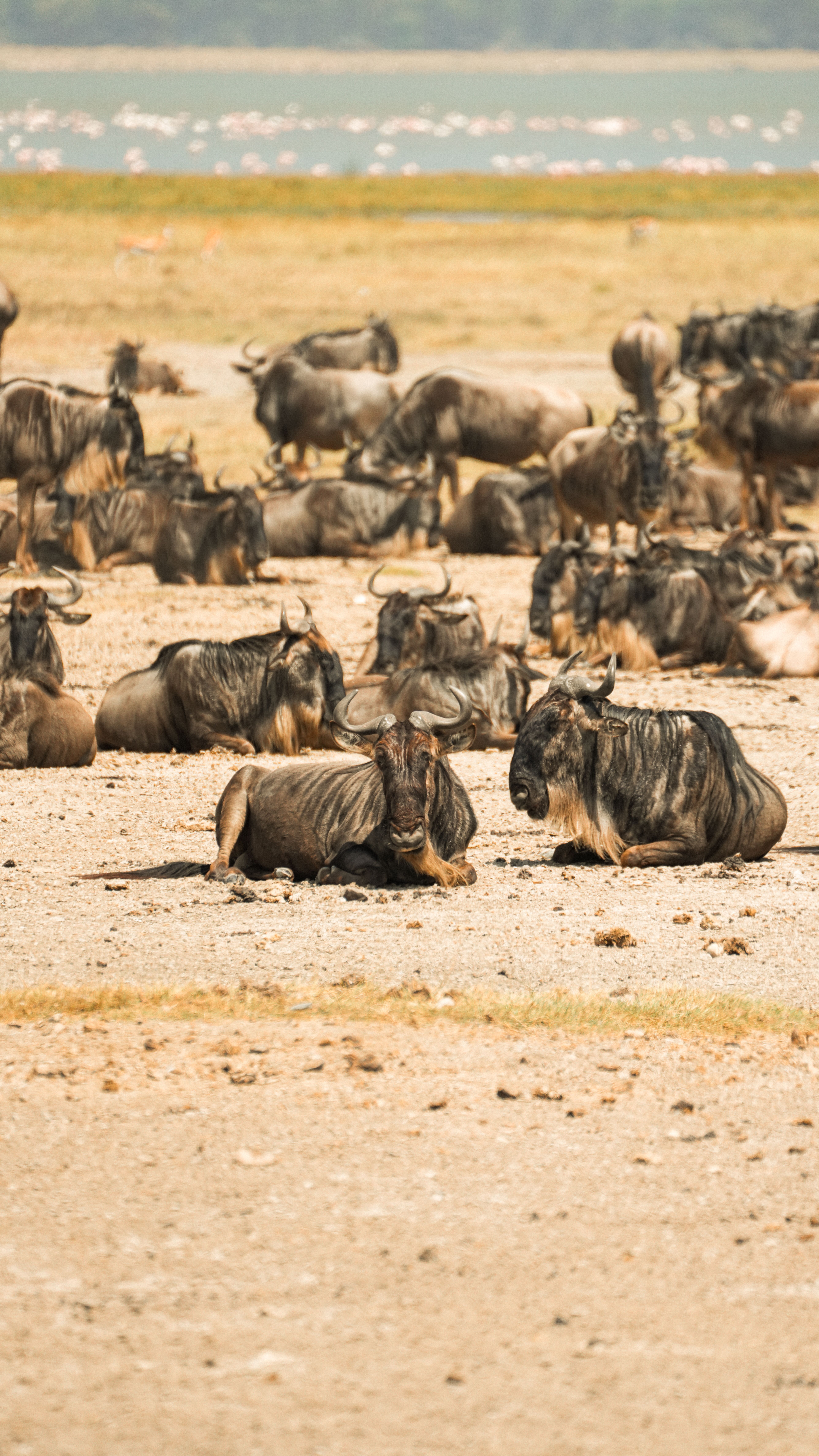 A herd of wildebeests resting in the Serengeti under the bright sun, displaying African wildlife at its best.