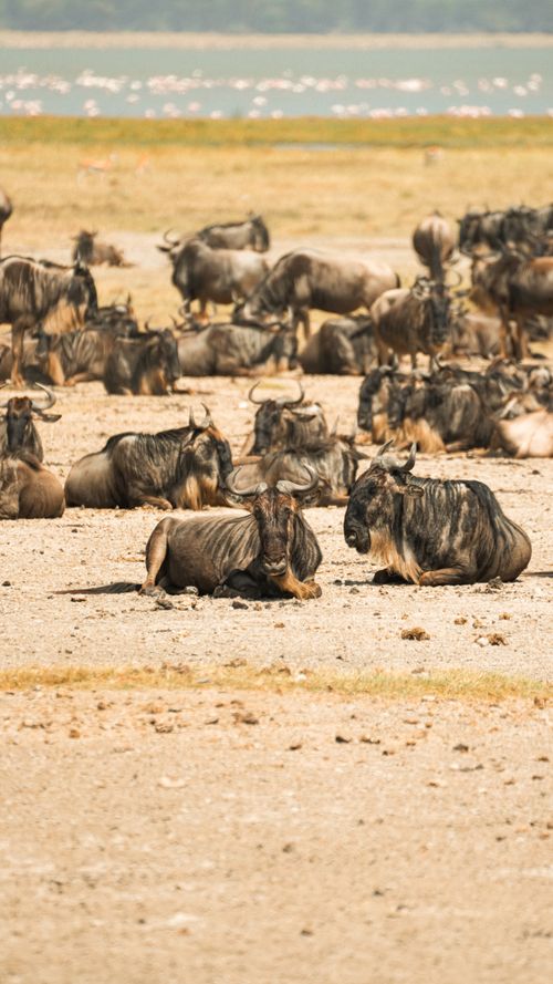 Free A herd of wildebeests resting in the Serengeti under the bright sun, displaying African wildlife at its best. Stock Photo