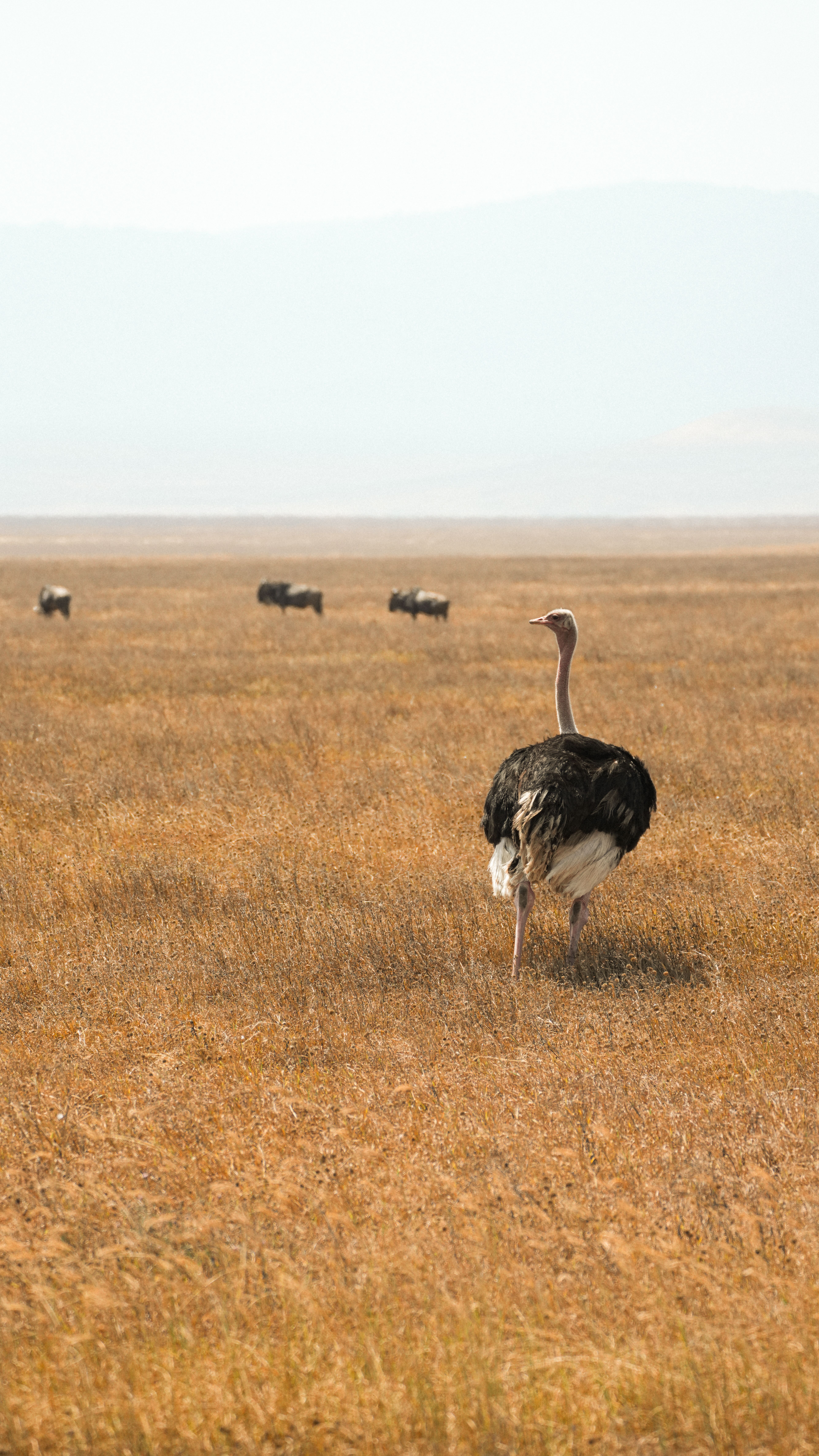 gratis Een eenzame struisvogel loopt onder een heldere hemel door de uitgestrekte graslanden van Serengeti, Tanzania. Stockfoto