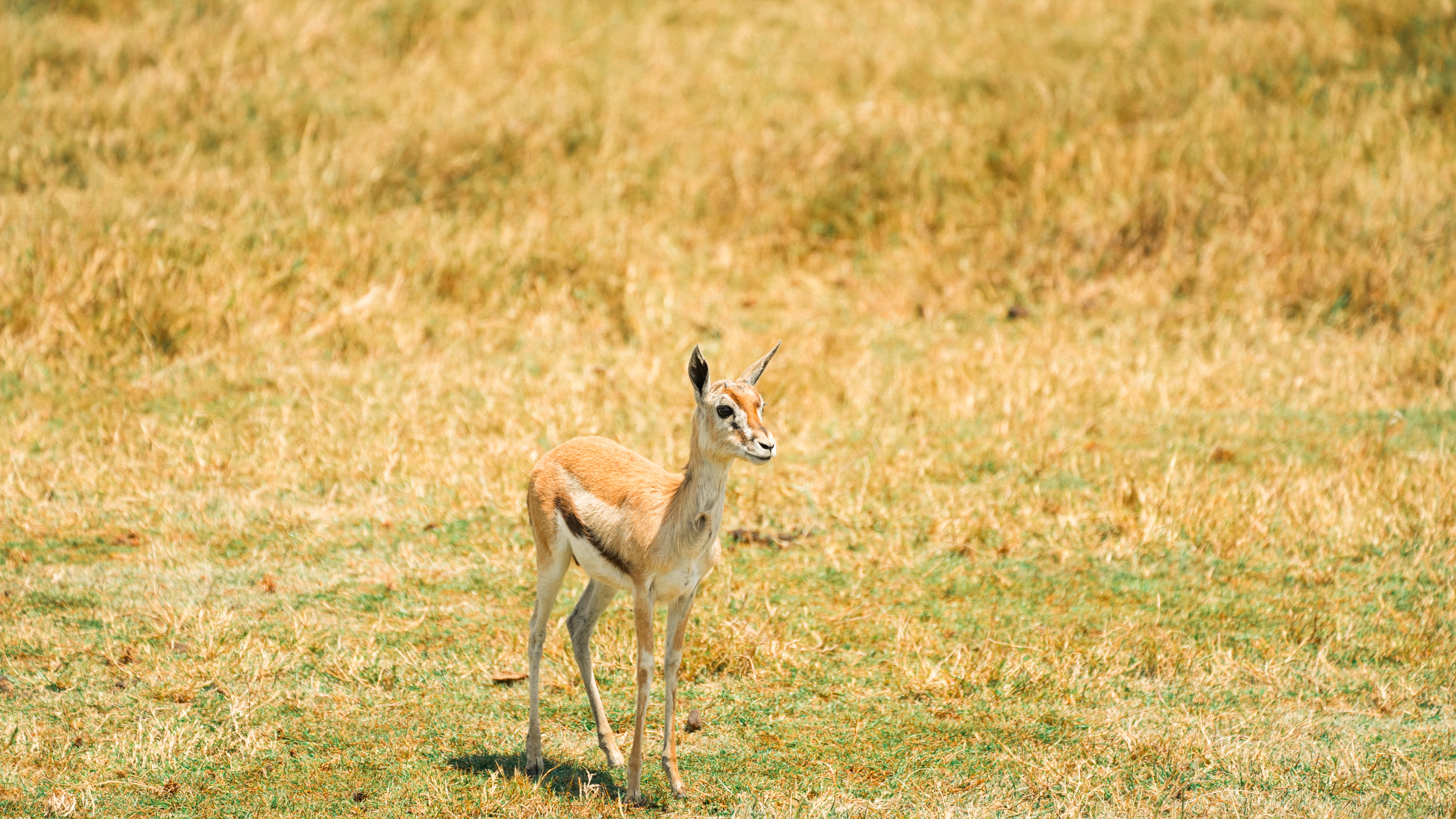 A solitary gazelle stands in the sunlit savanna of Tanzania, showcasing its graceful beauty.