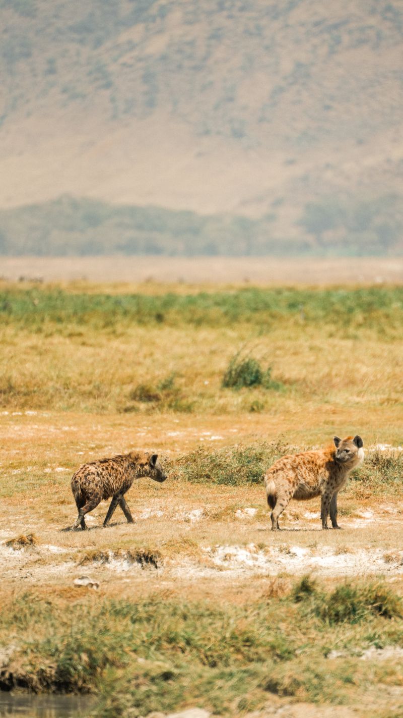 Serengeti and Ngorongoro Family Safari - wildlife in the Ngorongoro Crater