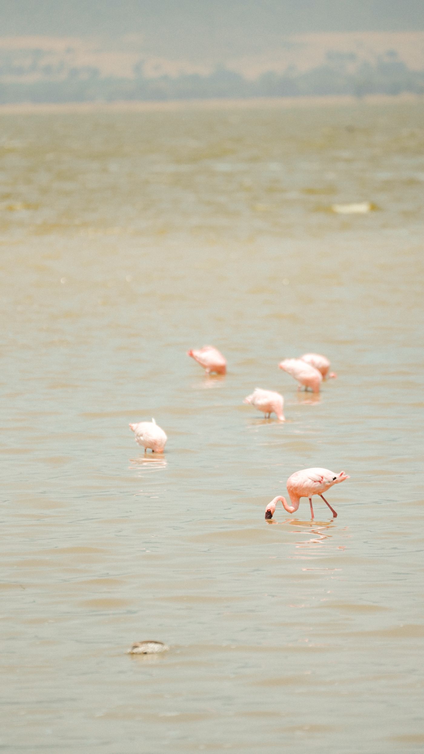 Flamingos wading the shallows of the soda lake