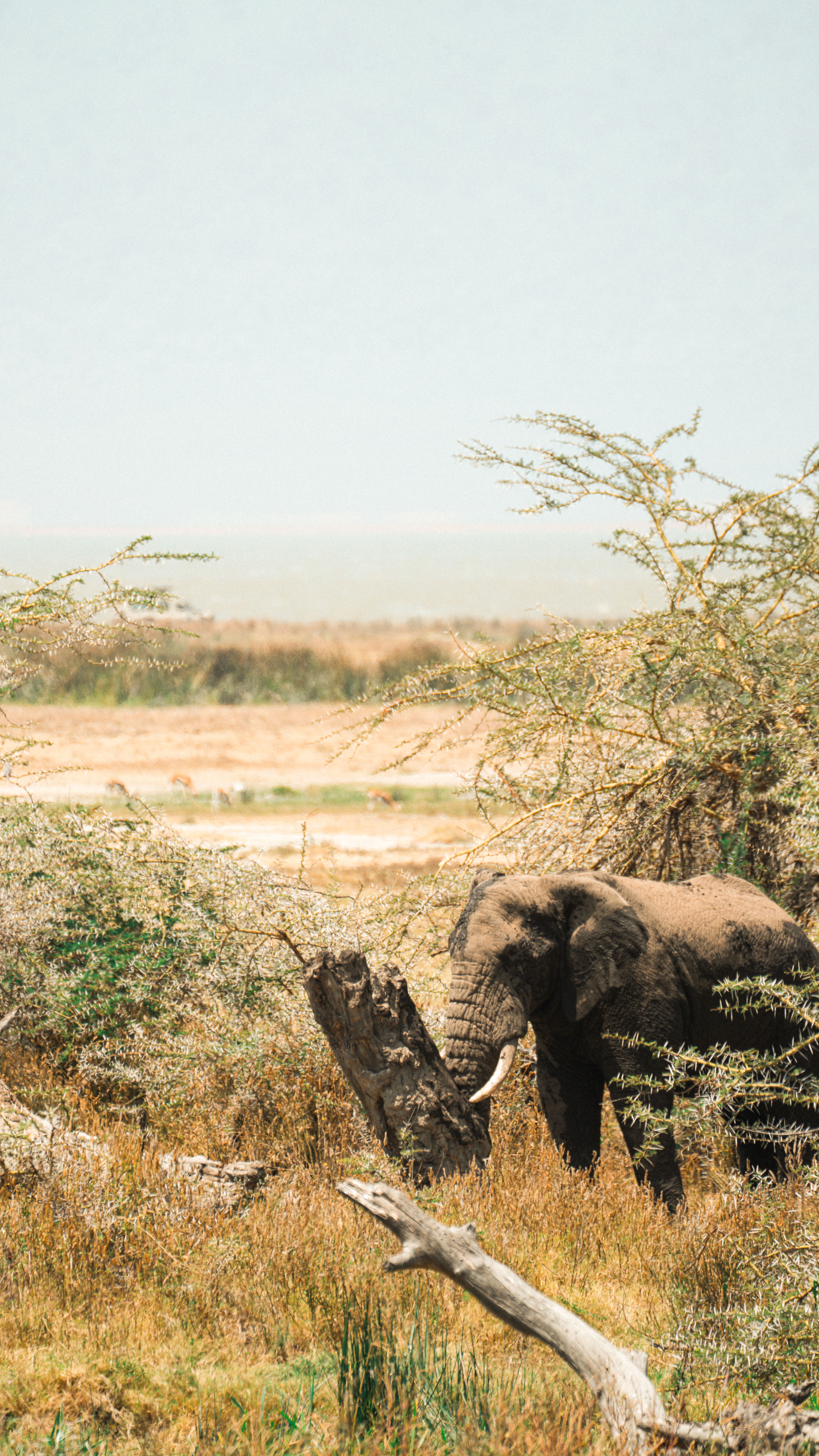 African elephant grazing in Tanzania's Serengeti National Park, amidst lush savanna landscape.