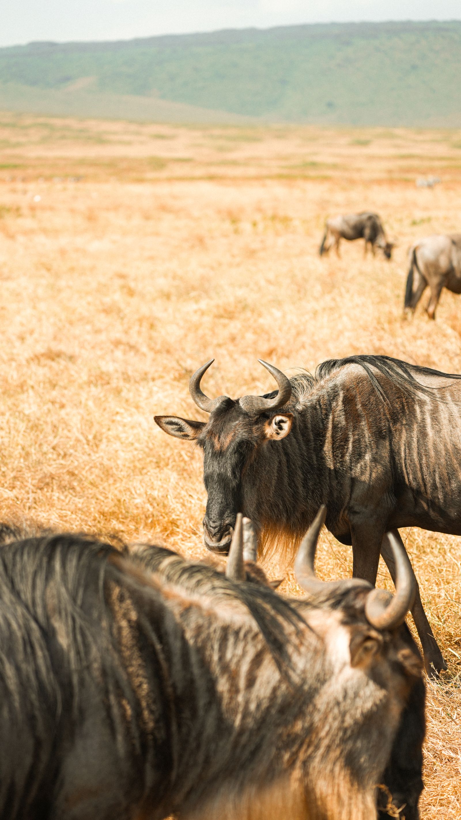 Wildebeest herd crossing the grasslands of Serengeti National Park, Tanzania
