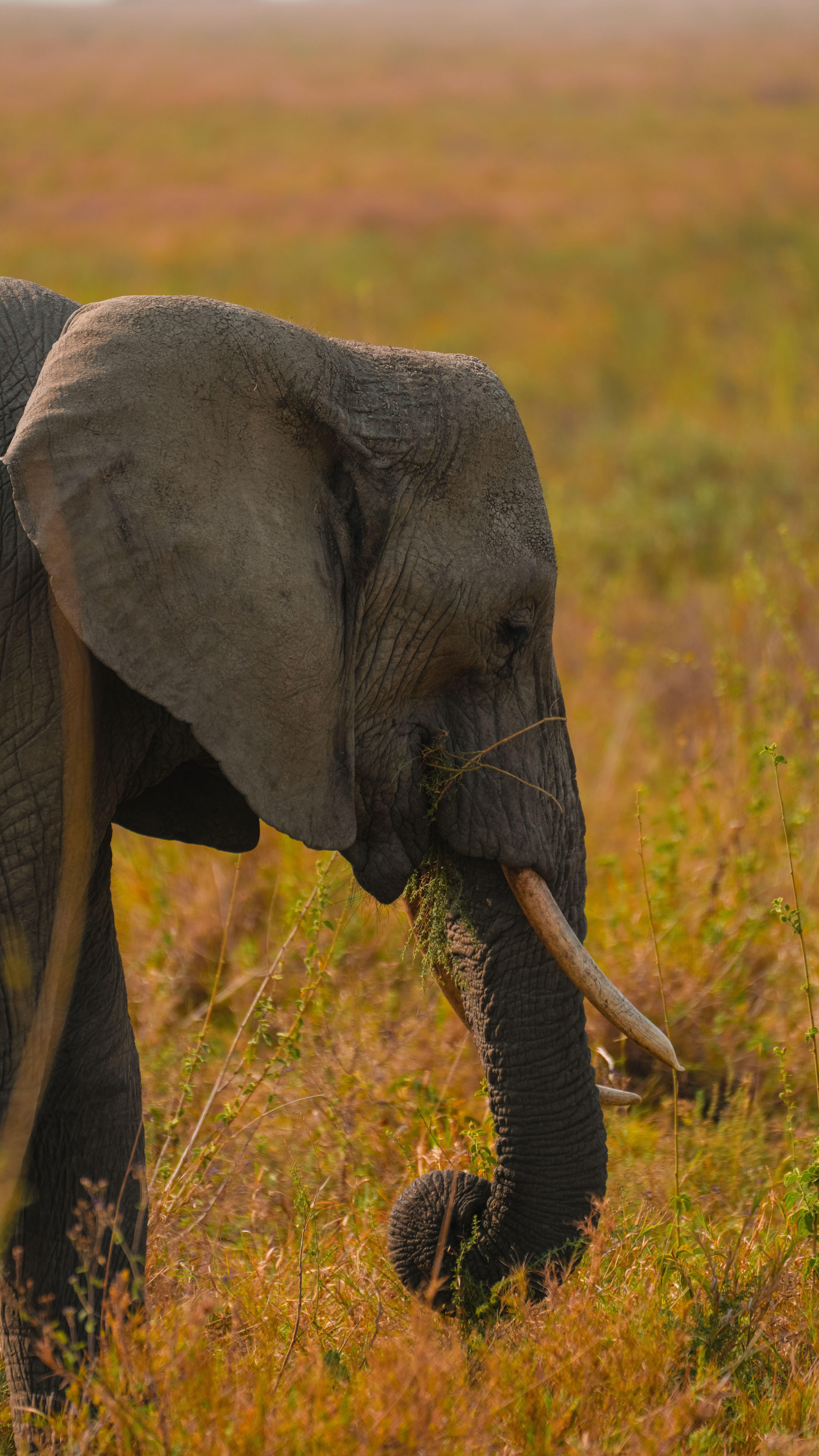 Tanzania