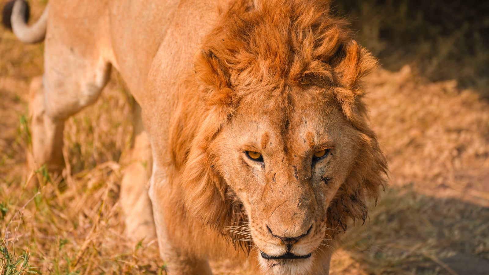 African lion in the wilderness of Tanzania